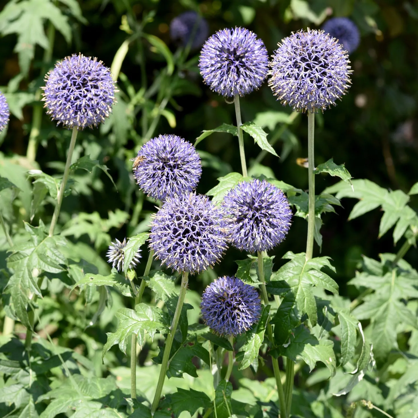Ruthenische Kugeldistel - Blaue Blütenkugeln ganz leicht