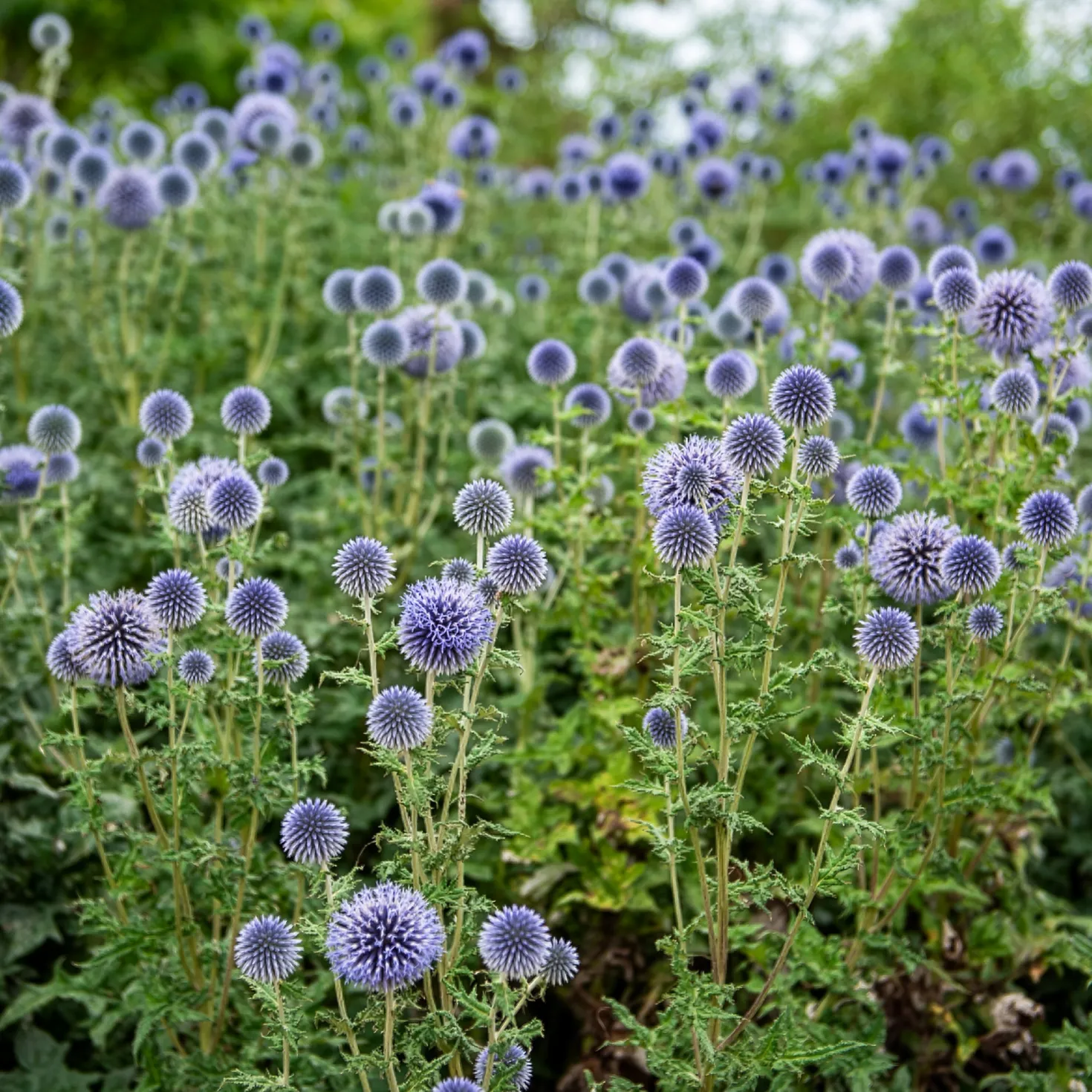 Ruthenische Kugeldistel - Blaue Blütenkugeln ganz leicht