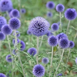 Ruthenische Kugeldistel - Blaue Blütenkugeln ganz leicht