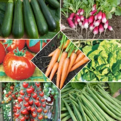 Saatgut-Kollektion für Gemüsegarten (x7) - Perfekt für den Anfang