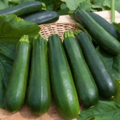 Saatgut-Kollektion für Gemüsegarten (x7) - Perfekt für den Anfang