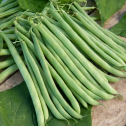 Saatgut-Kollektion für Gemüsegarten (x7) - Perfekt für den Anfang