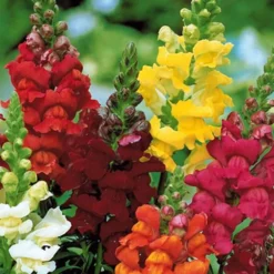 Saatteppich „Sonnenbeet“ (x5) - Sonniges Blütenmeer