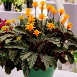 Safran-Korbmarante - Orange Blüten, echter Hingucker