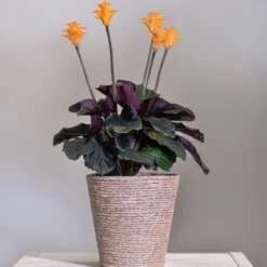 Safran-Korbmarante - Orange Blüten, echter Hingucker