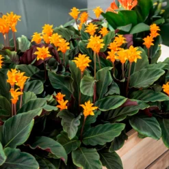 Safran-Korbmarante - Orange Blüten, echter Hingucker
