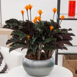 Safran-Korbmarante - Orange Blüten, echter Hingucker