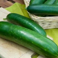 Salatgurke ‘Vert long maraîcher’ - Lange Gurken einfach ernten