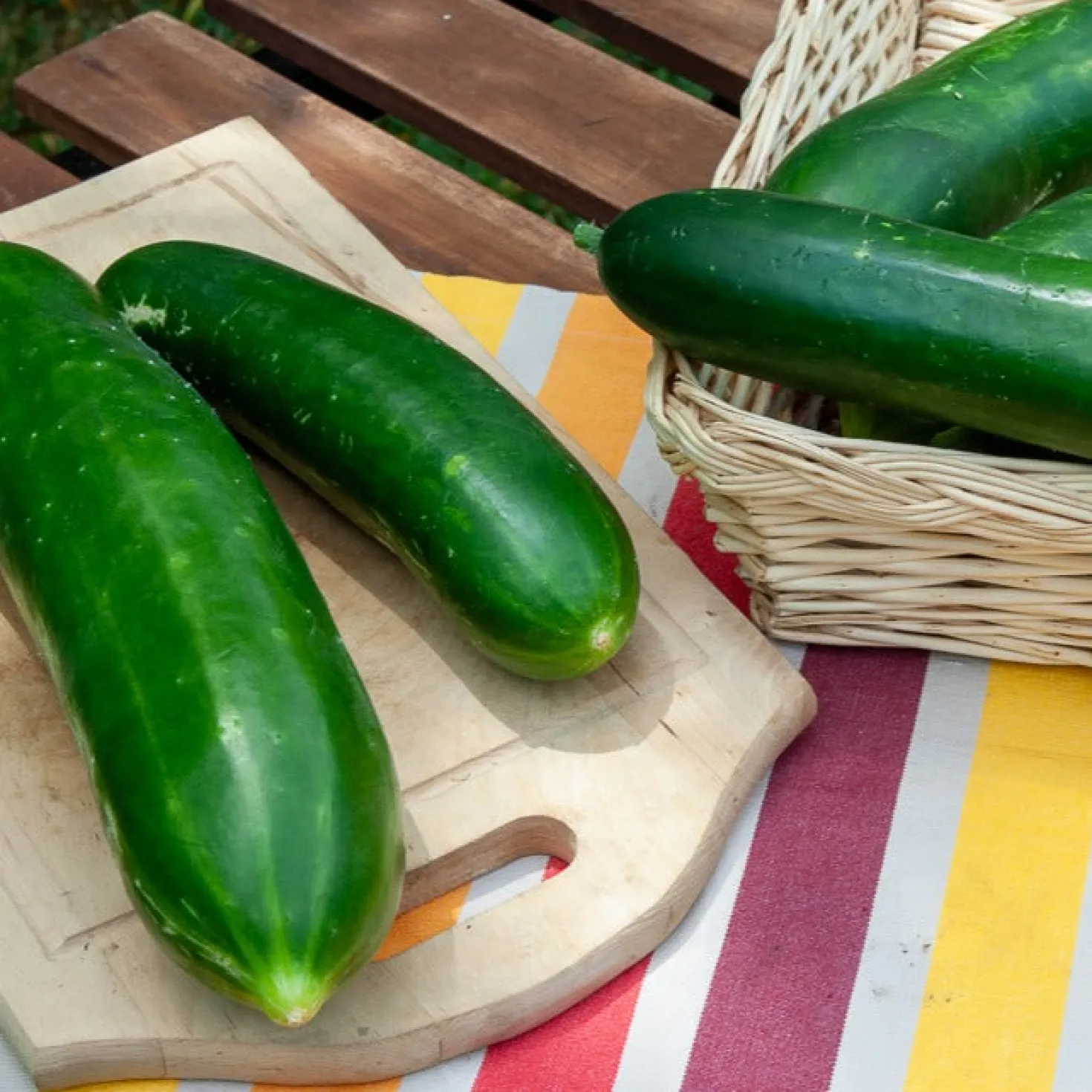 Salatgurke ‘Vert long maraîcher’ - Lange Gurken einfach ernten