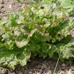 Salat-Kollektion für 6 Monate - 6 Monate frisch geerntet
