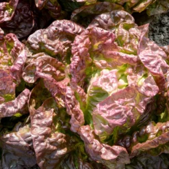 Salat-Kollektion für 6 Monate - 6 Monate frisch geerntet