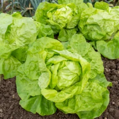 Salat-Kollektion für 6 Monate - 6 Monate frisch geerntet