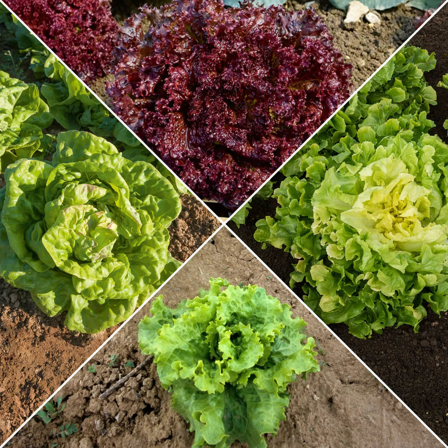Salat-Kollektion ‘7 Monate’ - 7 Monate frischer Salat