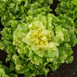 Salat-Kollektion ‘7 Monate’ - 7 Monate frischer Salat