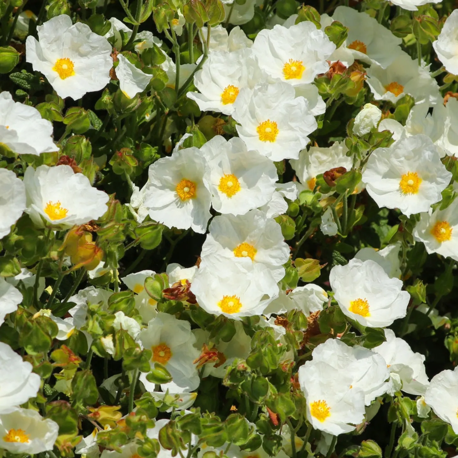 Salbeiblättrige Zistrose - Blüten trotz Trockenheit