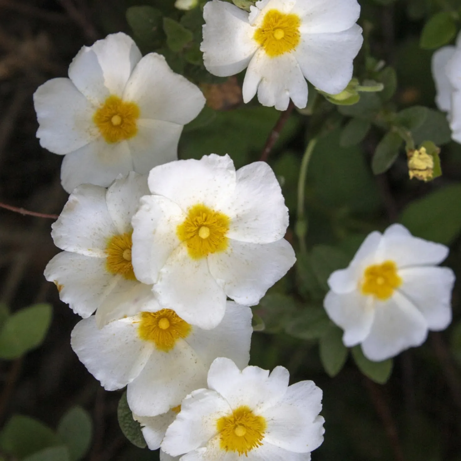 Salbeiblättrige Zistrose - Blüten trotz Trockenheit