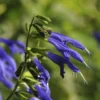 Salbei Blue Enigma - Blau blüht bis November