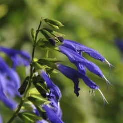 Salbei Blue Enigma - Blau blüht bis November