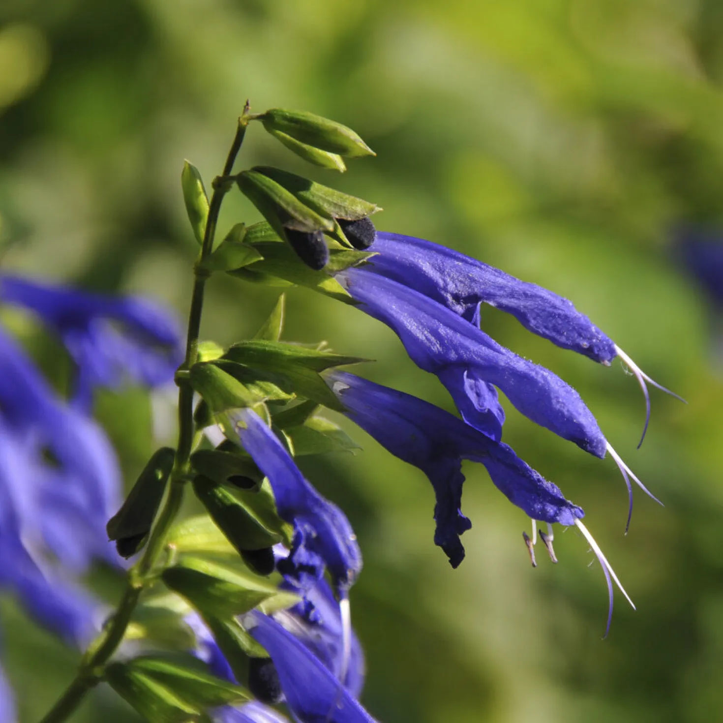 Salbei Blue Enigma - Blau blüht bis November