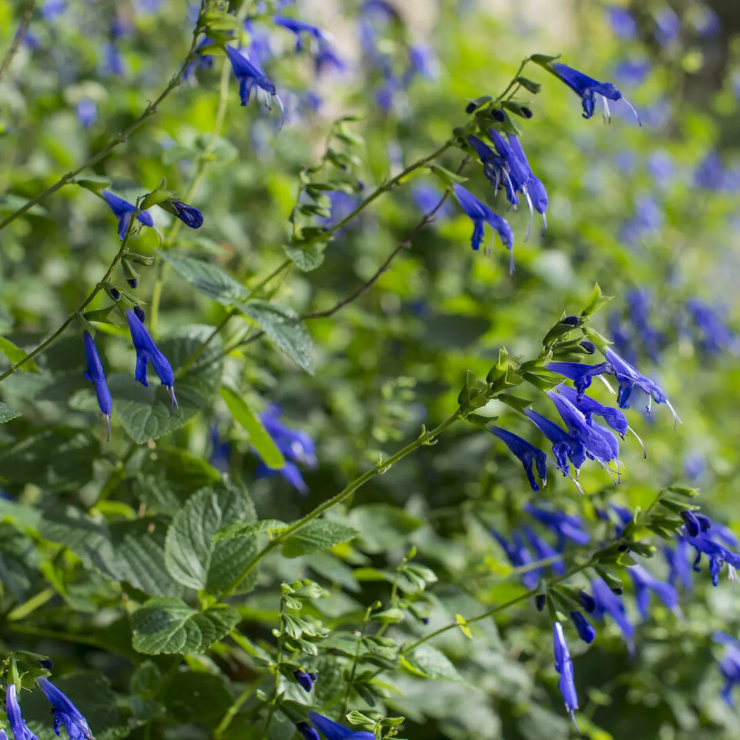 Salbei Blue Enigma - Blau blüht bis November