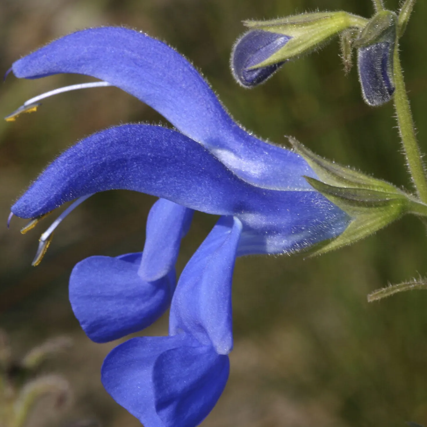 Salbei Blue Enigma - Blau blüht bis November