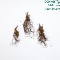 Salbei Friesland Pink (x3) - Rosa Blütenmeer den Sommer lang