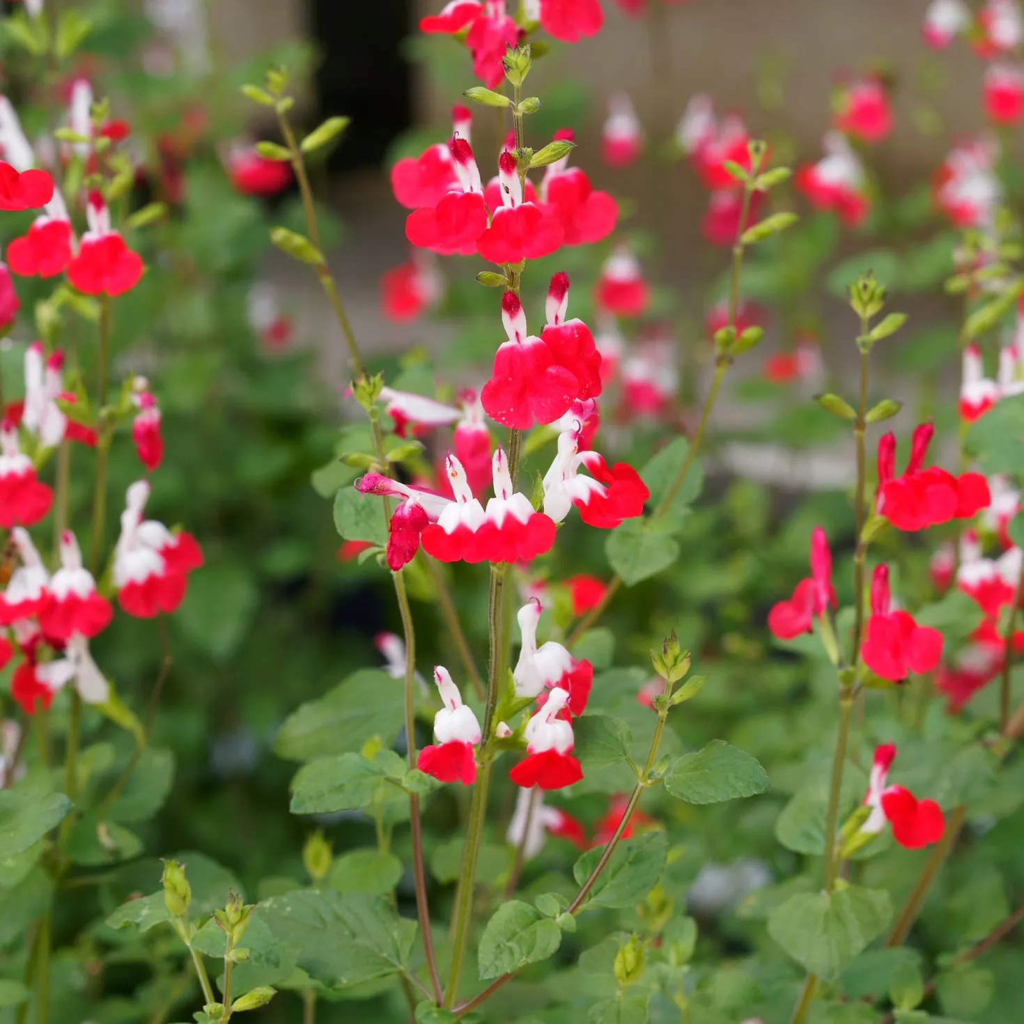 Salbei Hot Lips - Rot-weiß, blüht den ganzen Sommer