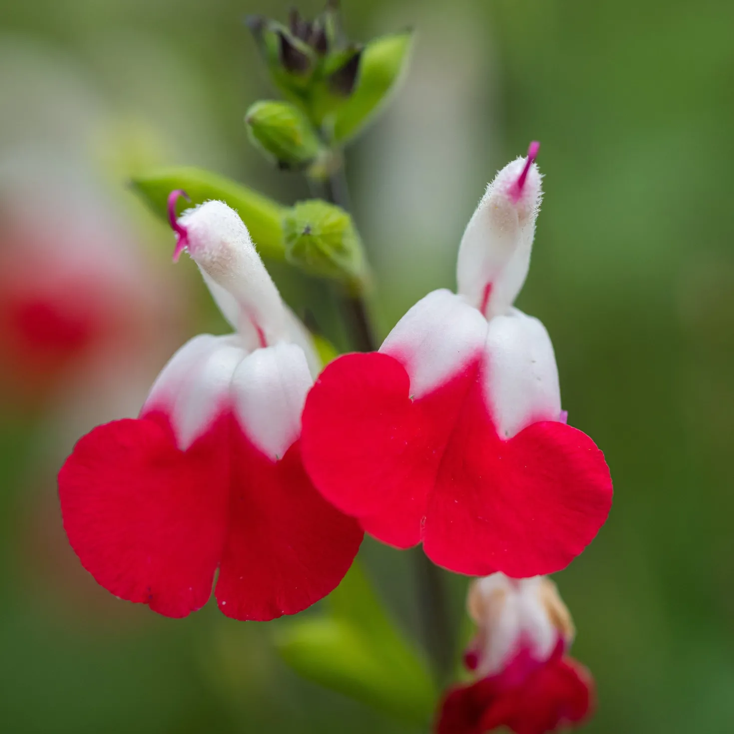Salbei Hot Lips - Rot-weiß, blüht den ganzen Sommer