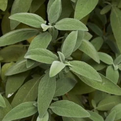 Salbei Pflanze - Aromatisch, robust, pflegeleicht