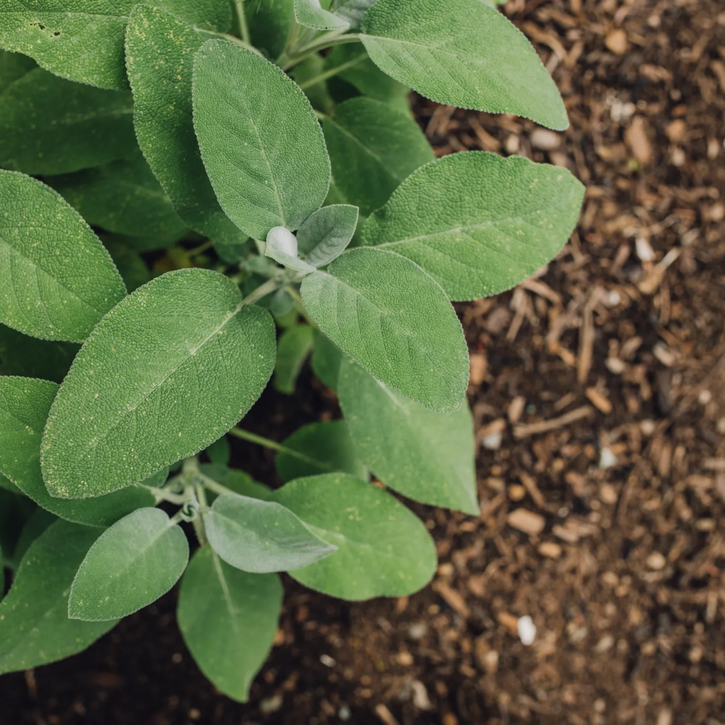 Salbei Pflanze - Aromatisch, robust, pflegeleicht