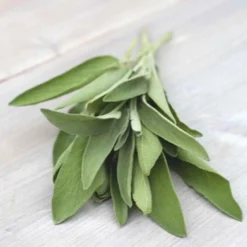 Salbei Salvia officinalis - Würzige Ernte fast das ganze Jahr