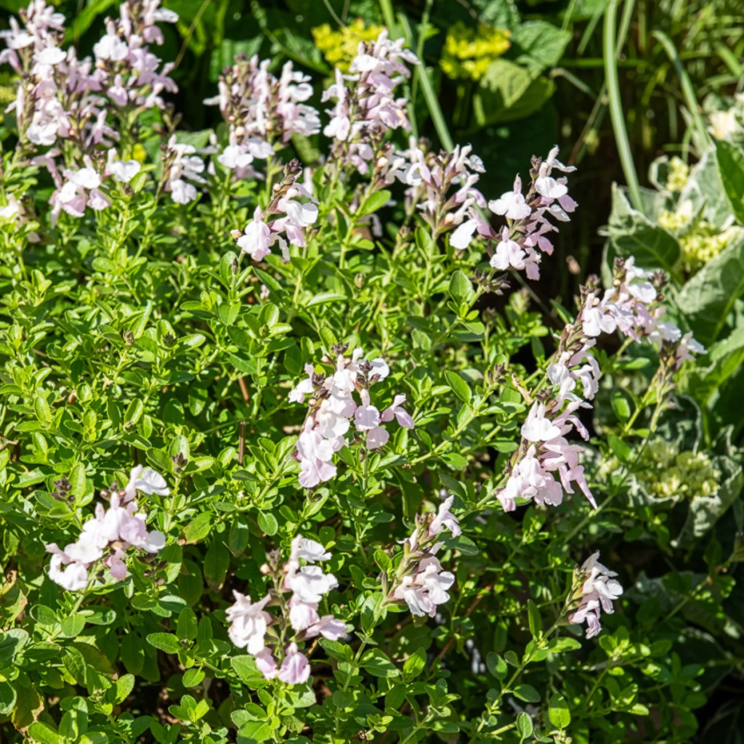Salvia jamensis Magical® Donau Kolmadon - Weiße Blüten den ganzen Sommer