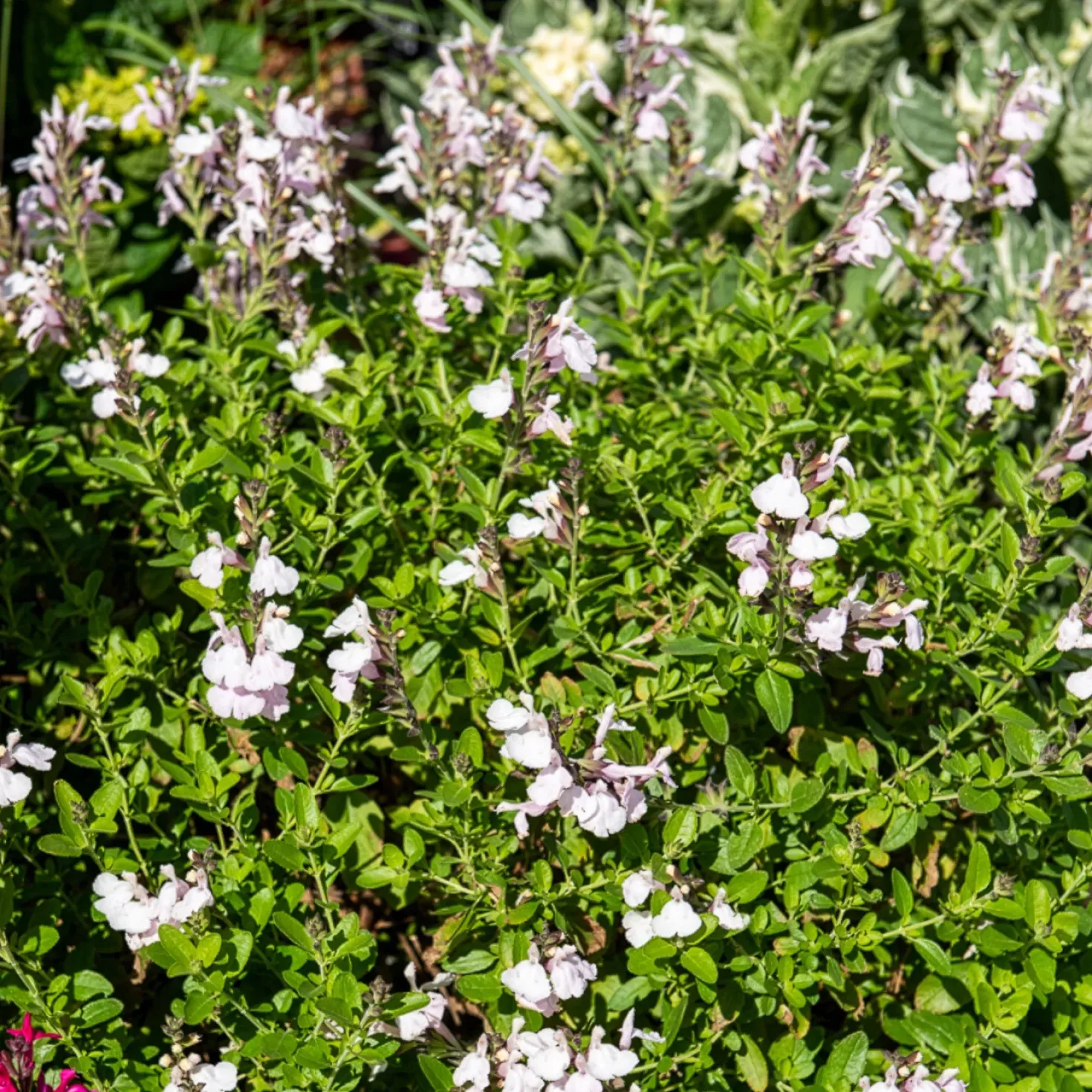 Salvia jamensis Magical® Donau Kolmadon - Weiße Blüten den ganzen Sommer