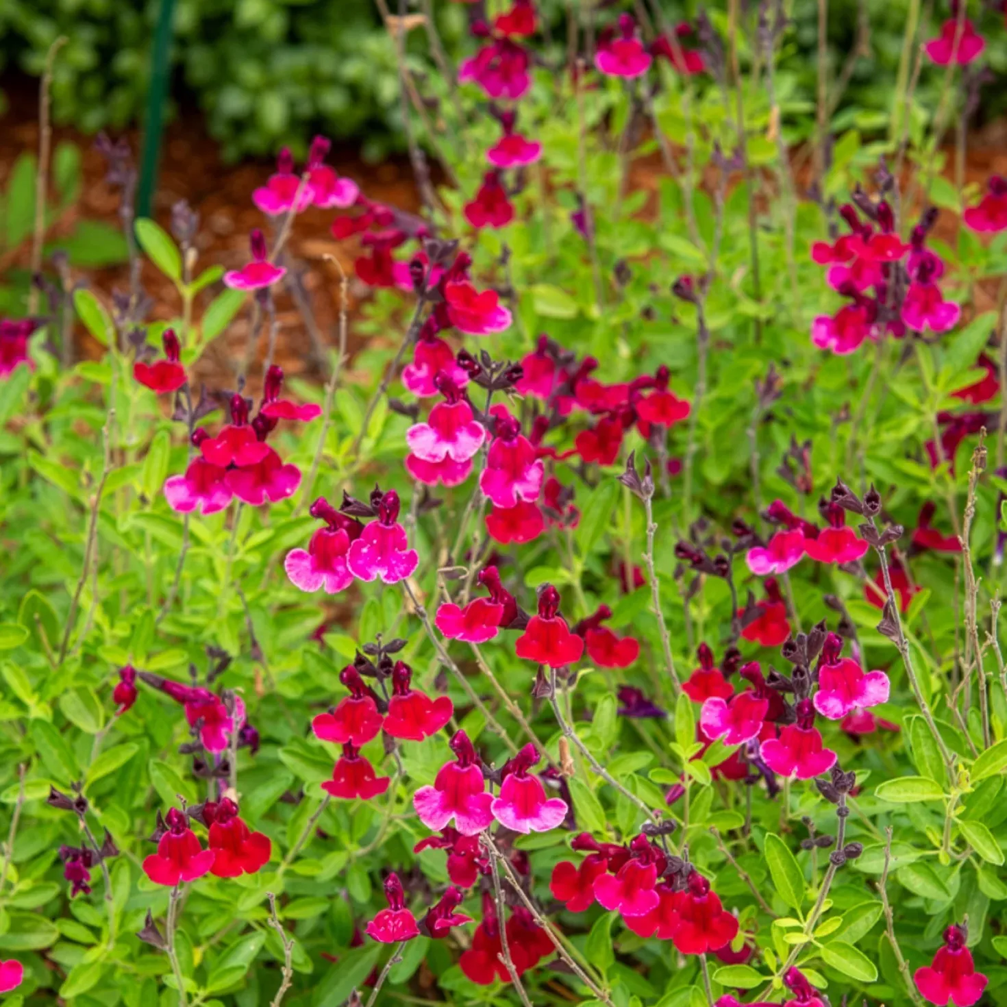 Salvia jamensis Magical® Zambesi - Fuchsia-Blüten den ganzen Sommer