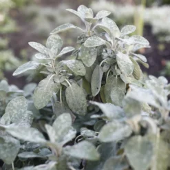 Salvia officinalis Berggarten - Riesige Blätter, wenig Pflege