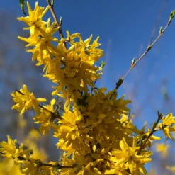 Sammlung Frühlingshecke (x 4) - Blühende Naturoasen