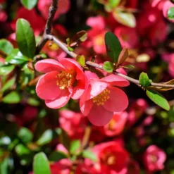 Sammlung Frühlingshecke (x 4) - Blühende Naturoasen