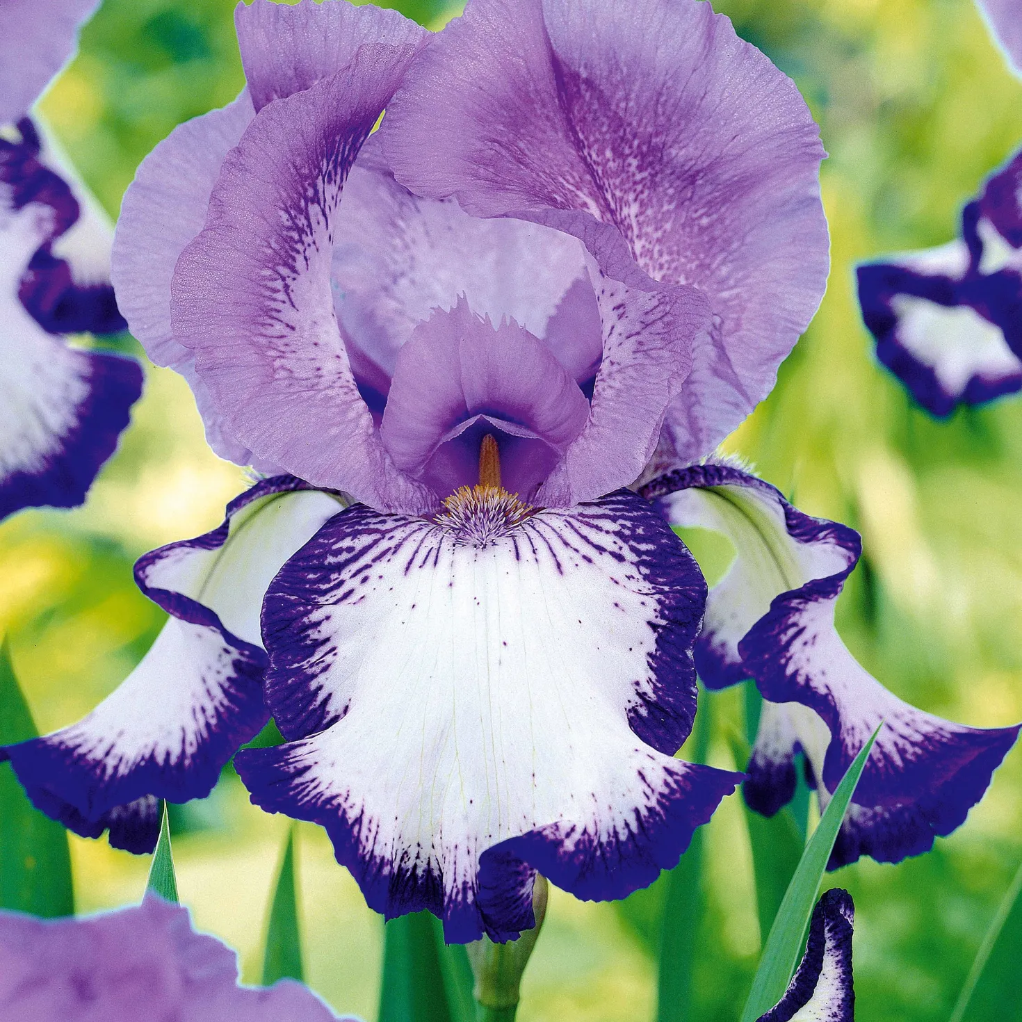 Sammlung von Garten-Iris: Lasso, Bordure, Sangreal. (x6) - Bart-Iris, vielfältige Farben