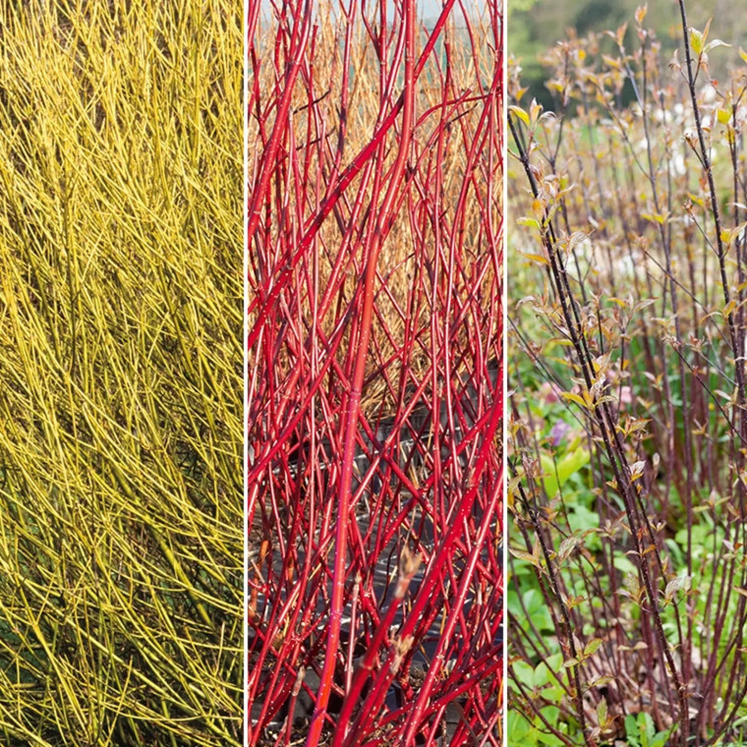 Sammlung von Hartriegel: gelb, schwarz, rot. (x3) - Winterkollektion, bunte Zweige
