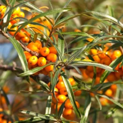 Sanddorn Friesdorfer Orange - Vitaminbeeren ohne Aufwand