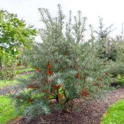 Sanddorn - Orange Vitaminbombe im Garten