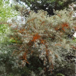 Sanddorn - Orange Vitaminbombe im Garten