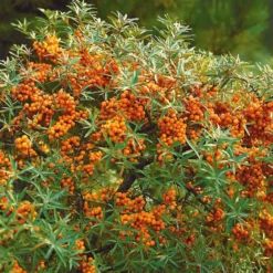Sanddorn - Orange Vitaminbombe im Garten