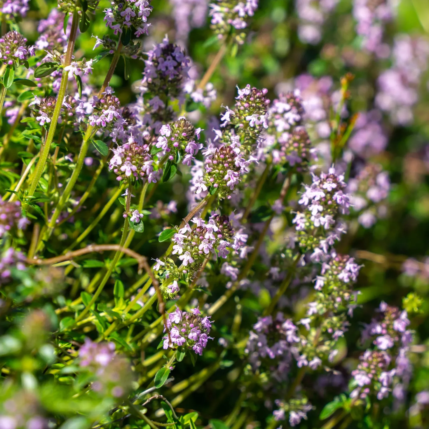 Sand-Thymian - Duftteppich in Rosa