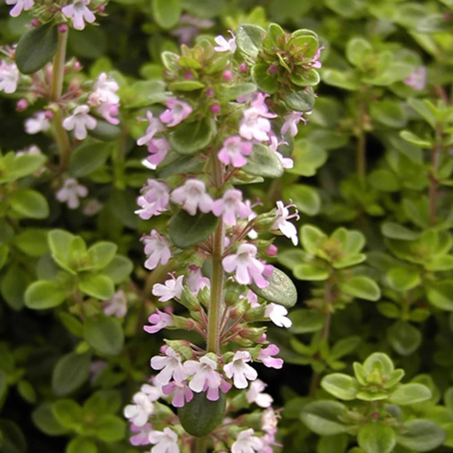 Sand-Thymian - Duftteppich in Rosa