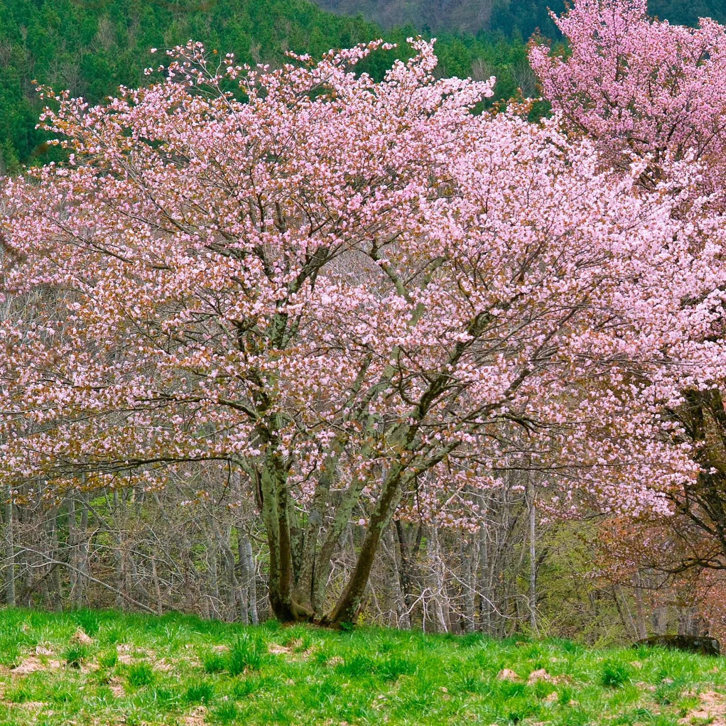 Sargent-Kirsche - Rosa Blüten und Feuerlaub