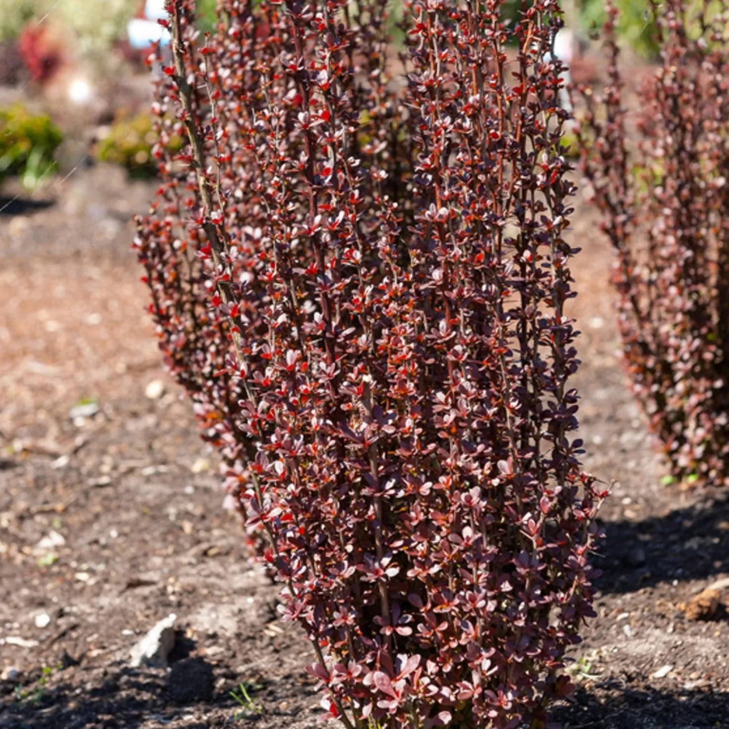 Sauerdorn Helmond Pillar - Rote Farbsäule im Garten