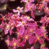 Saxifrage ‘Black Ruby’ - Herbstblüher fürs Schattenbeet