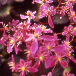 Saxifrage ‘Black Ruby’ - Herbstblüher fürs Schattenbeet