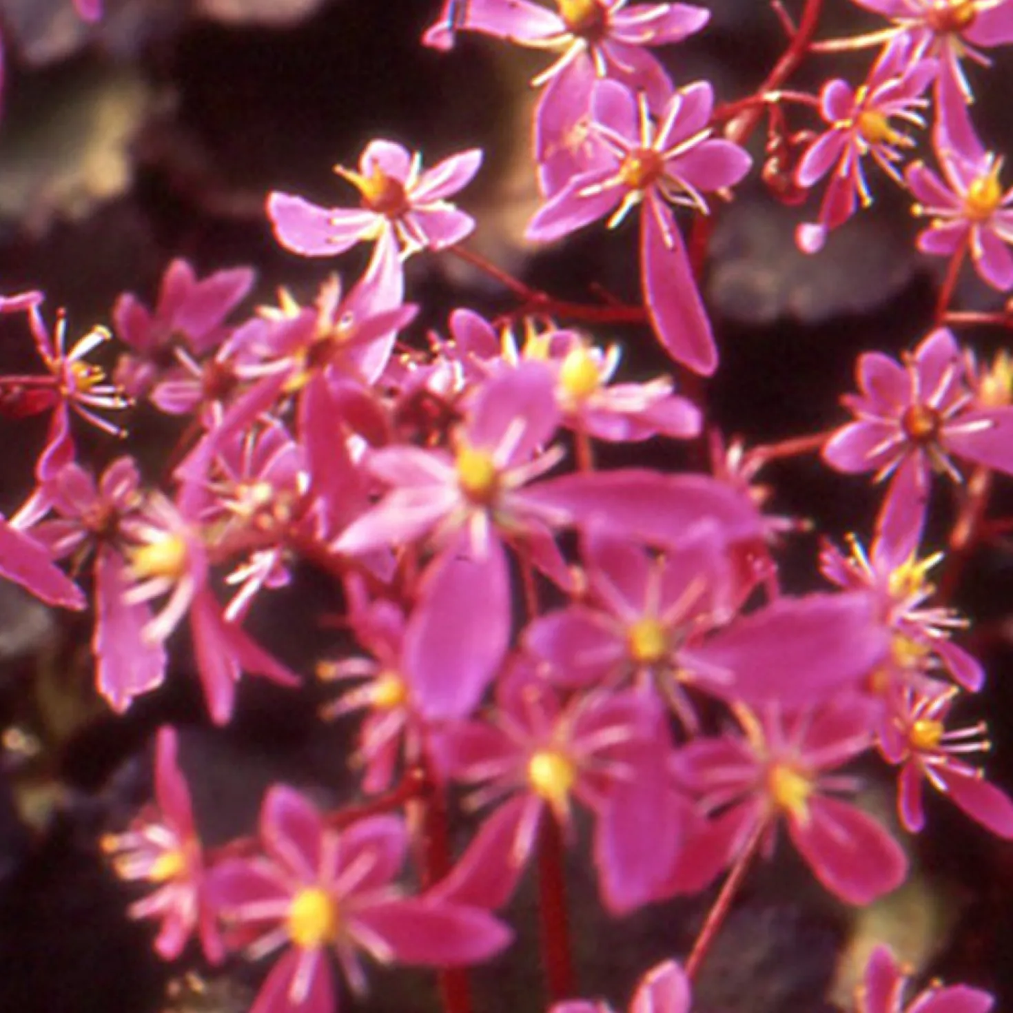 Saxifrage ‘Black Ruby’ - Herbstblüher fürs Schattenbeet